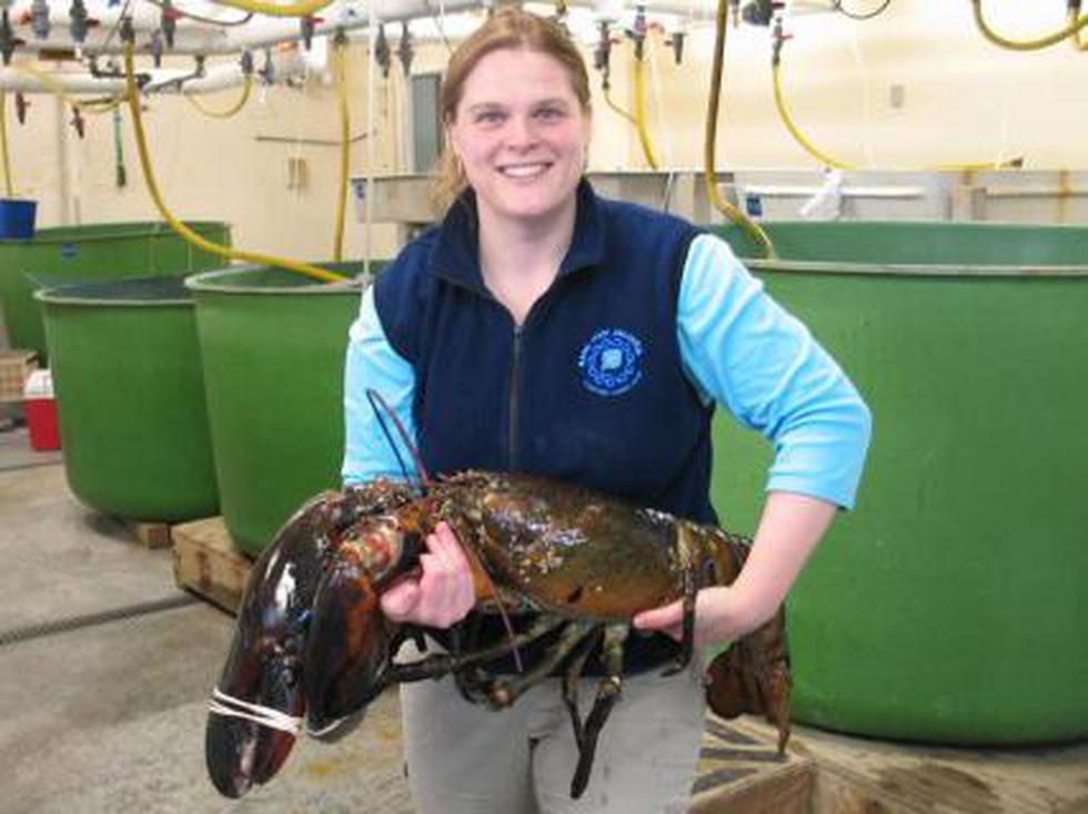 Atrapan langosta de 12 kilos y más de 1 metro de largo