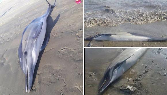 Reportan que varios delfines quedaron varados en playas de Sechura (FOTOS) 