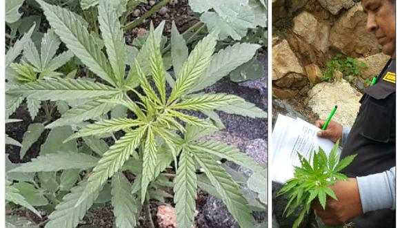 Descubren 33 plantones de marihuana en cerro de Arequipa