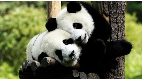 Apuestan por la reproducción en cautividad de los pandas, todavía "vulnerables"