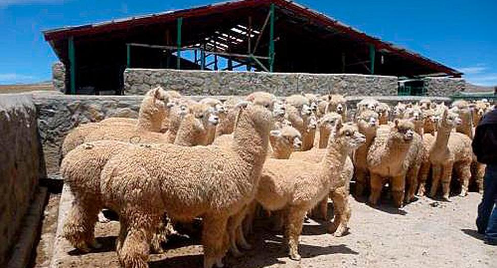 Edificarán 600 cobertizos para proteger al ganado | EDICION | CORREO