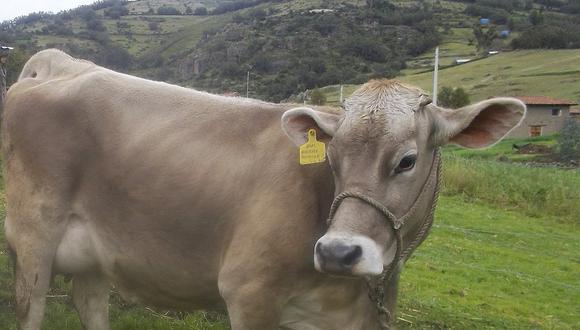 Huancavelica: Cuatro recomendaciones para cuidar del ganado durante heladas