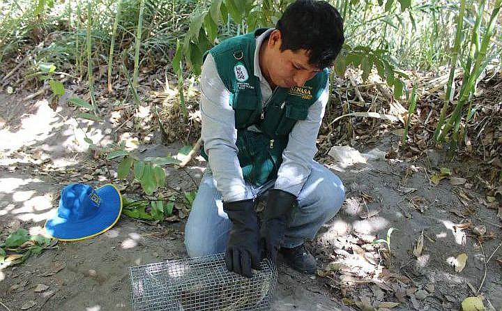 15 distritos de Arequipa invadidos por la plaga de ratas