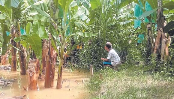 Centenas de hectáreas de arroz, banano orgánico y productos de pan llevar se vieron perjudicadas por el desborde del río. Los agricultores  esperan el apoyo de las autoridades regionales.