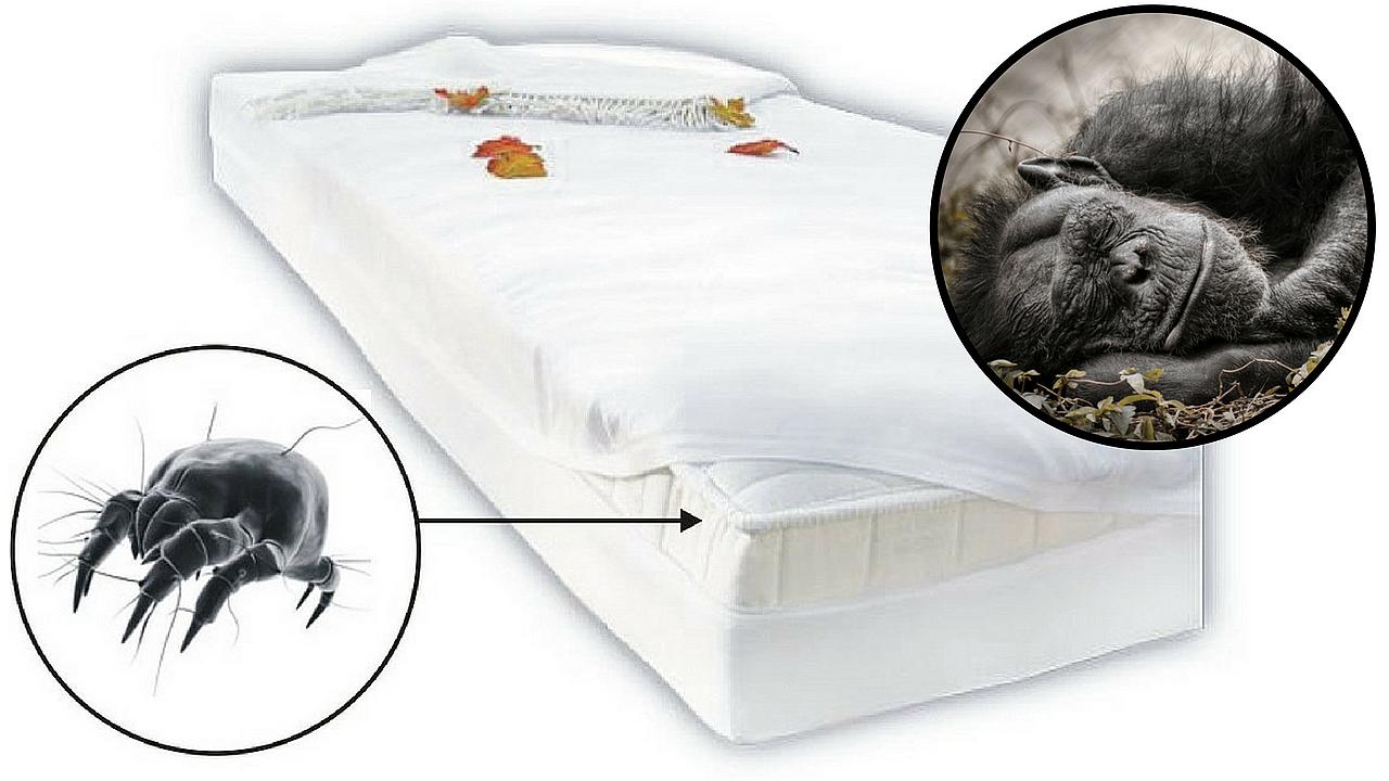 Estudio demuestra que nuestra cama está mucho más sucia que la de un chimpancé 