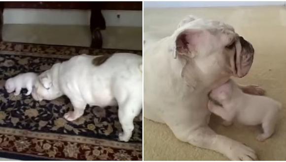 YouTube: Perrito hace berrinche a su mamá y se vuelve viral (VIDEO)