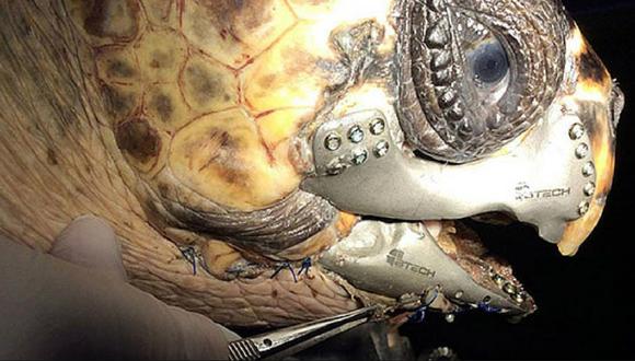 Implantan mandíbula impresa en 3D a tortuga muy mal herida (VIDEO)