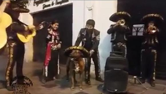 Arequipa: Scooby, la mascota de los arequipeños, festejó cumpleaños con mariachis (VIDEO)