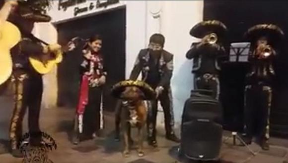 Arequipa Scooby La Mascota De Los Arequipenos Festejo Cumpleanos Con Mariachis Video Edicion Correo Zdes vy mozhete skachat le voy a cristo pista mariachi. arequipa scooby la mascota de los