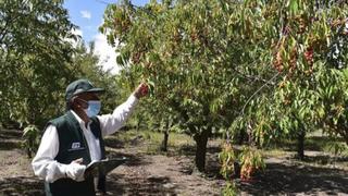 Ayacucho: Investigadores del INIA evalúan la calidad genética de la guinda