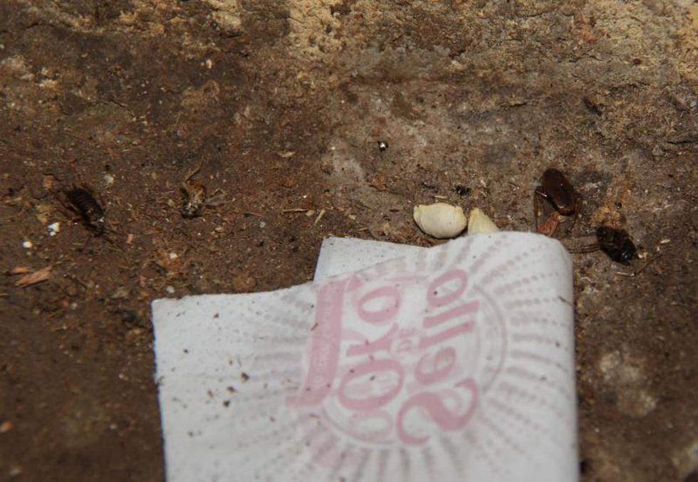 Excremento de roedor y cucarachas en restaurante (Fotos)