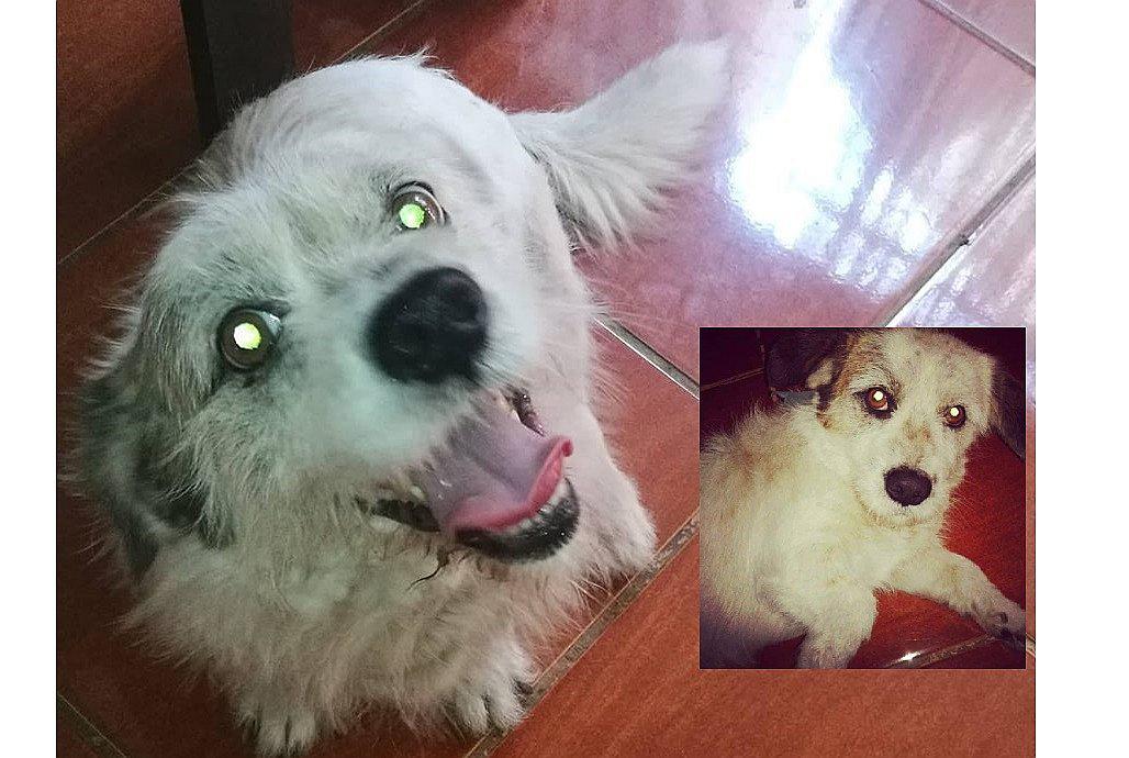 Familia busca desesperadamente a ​perrito extraviado en Puente Piedra (FOTOS)