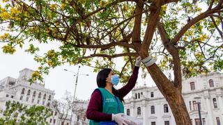 Realizan control biológico de plagas de insectos en áreas verdes y parques del Cercado de Lima