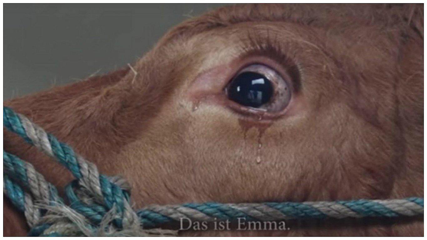 YouTube: Vaca llora cuando la salvan de su muerte en establo (VIDEO)