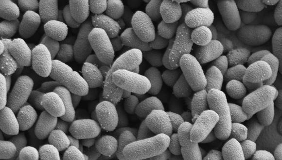 Investigación revela capacidad de las bacterias frente a residuos de cianuro