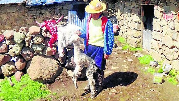 Tacna: Se espera la muerte del 3% de camélidos de la provincia