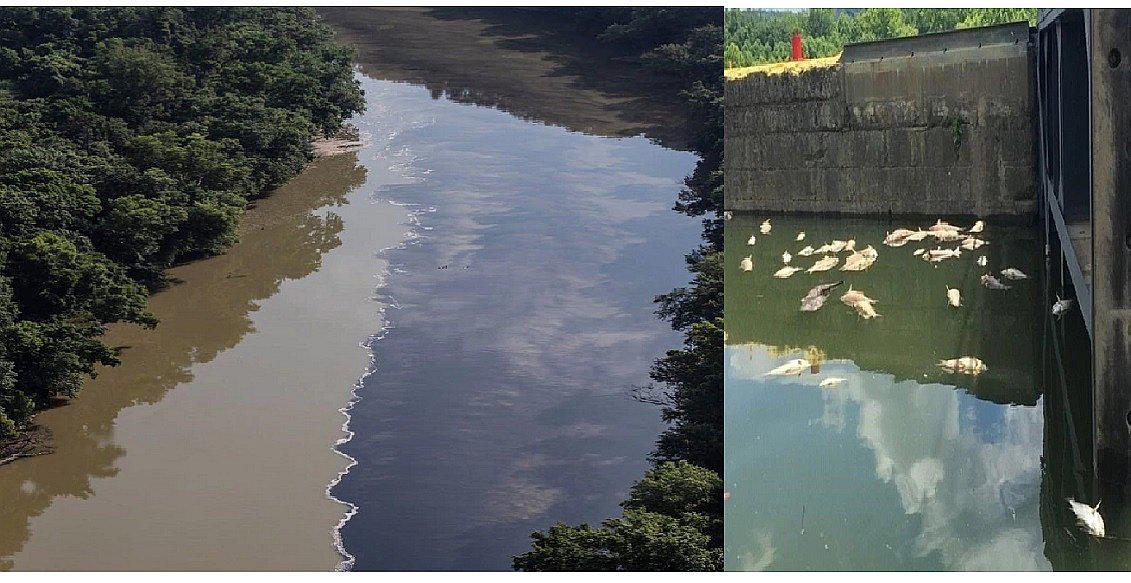 Miles de peces murieron tras derrame de 45 mil barriles de whisky (FOTOS)