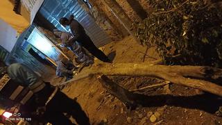 Ayacucho: Varón colisiona su motocicleta contra árbol y halla la muerte