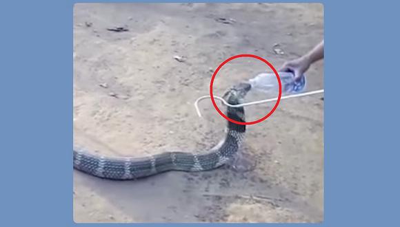 YouTube: encuentran a una cobra y esta solo se les acerca por un poco de agua