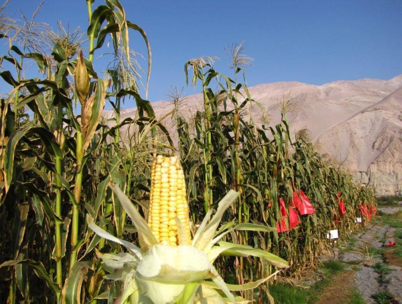 Día del campesino: maíz de Arica logra denominación de origen y calidad