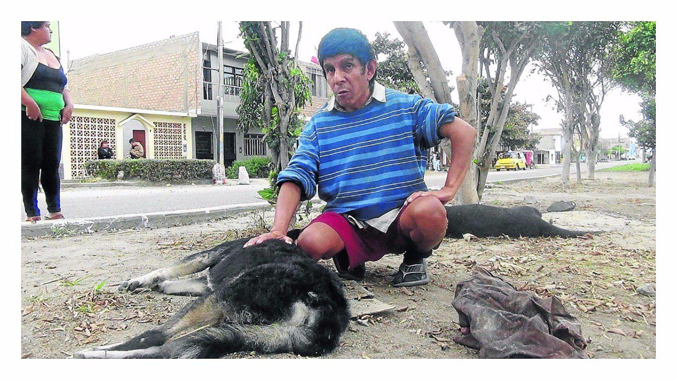 Chimbote: Delincuentes envenenan a cinco perros y un gato para robar en vivienda