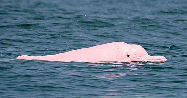 Denuncian caza ilegal de más de dos centenares de delfines rosados en Bolivia
