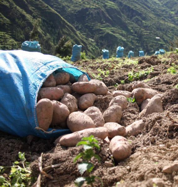 Junín: Papa, yuca y cacao suben producción
