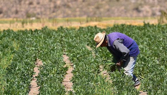 ​En Arequipa hay 10 mil agricultores en espera de créditos de Agrobanco