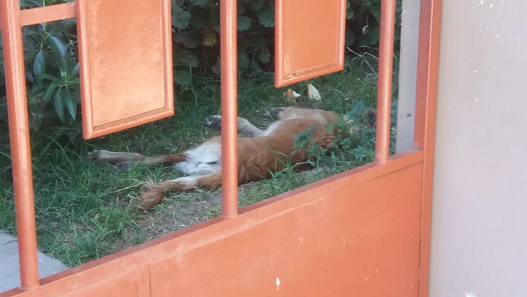 Ladrones envenenan a perro para robar casa en José Luis Bustamante y Rivero