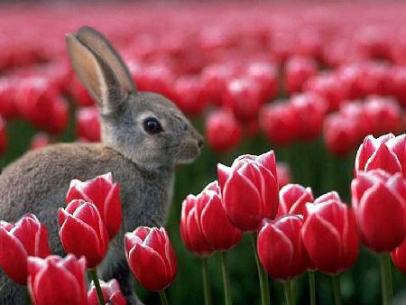 Se inició oficialmente la estación de Primavera