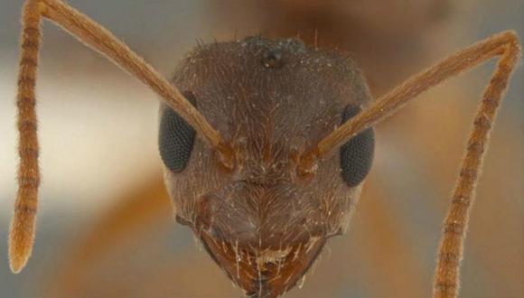 Parásito de las hormigas podría llegar al organismo humano