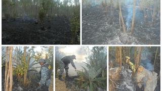 Incendio consume 500 eucaliptos y 2 hectáreas de terreno