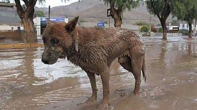 Surco: Perros y gatos rescatados de los huaicos serán puestos en adopción en feria