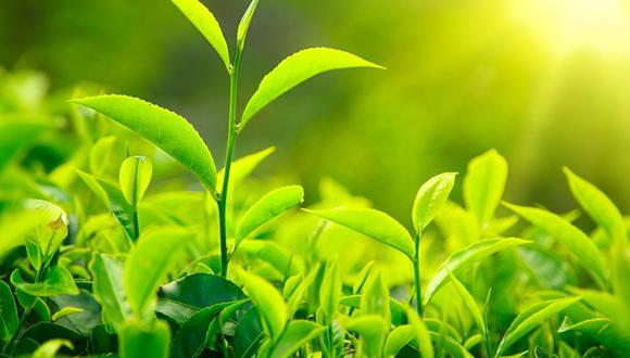 El aumento en niveles de CO2 cambia el metabolismo fotosintético de plantas