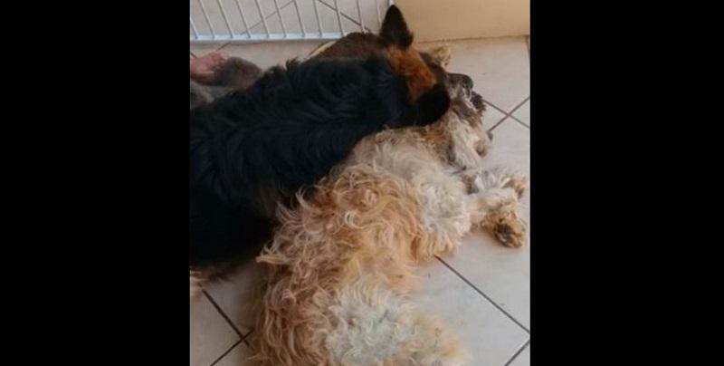 Perro (Foto: Captura video)