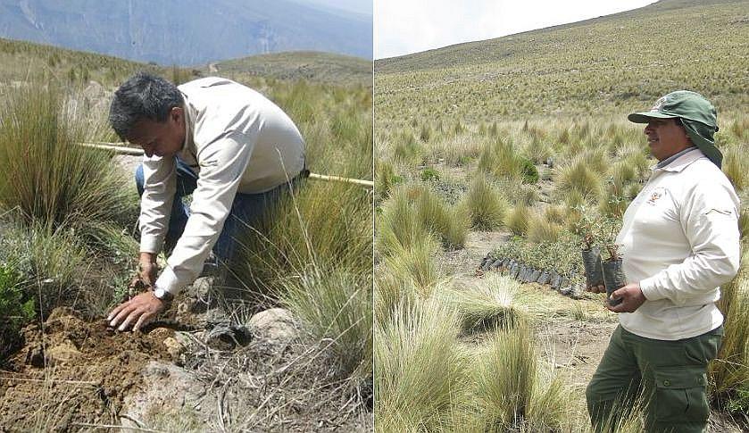 Reforestan en Reserva de Salinas y Aguada Blanca para asegurar agua