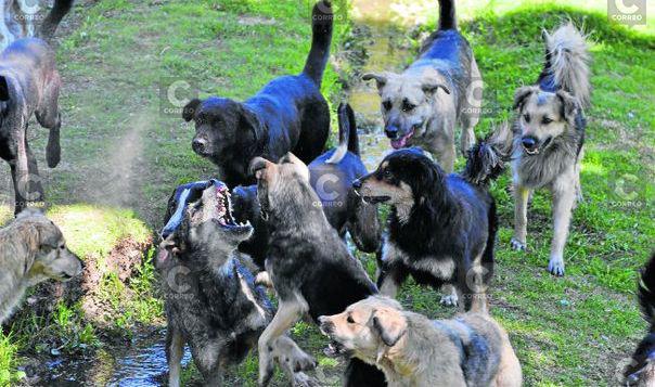 Gerencia Regional de Salud gestiona 1 millón 300 mil soles para rabia