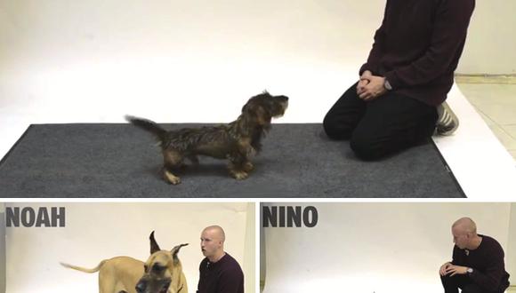 ¿Cómo reaccionan los perros de diversas razas al oír a un humano ladrar? (VIDEO)