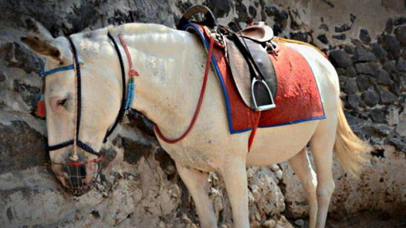 Usuarios denuncian que burros son usados para transportar turistas con sobrepeso 