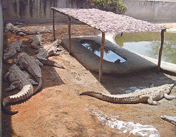 Aumentan ejemplares en criadero de cocodrilos