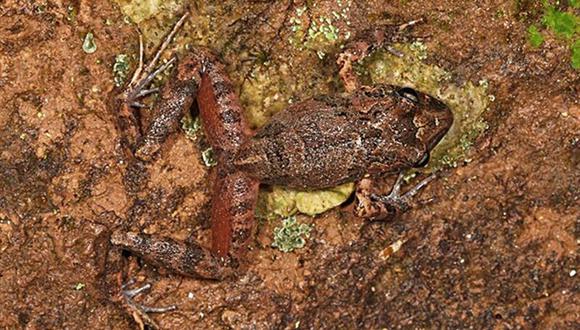 Bolivia: Hallan una nueva especie de rana y estudian subastar su nombre