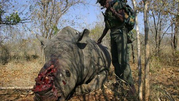 África: 1.338 rinocerontes fueron cazados furtivamente en 2015