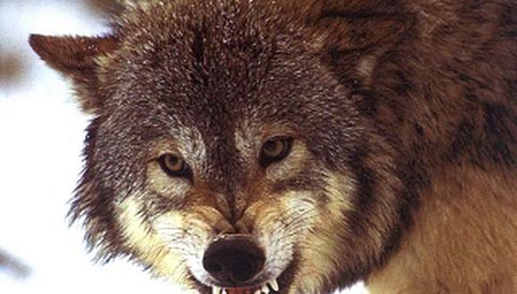 Siberia: Ordenan la caza de 3,000 lobos que acosan al ganado
