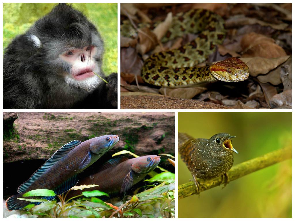 Himalaya: Hallan un mono que estornuda, un pez que "camina" y otras especies (FOTOS)