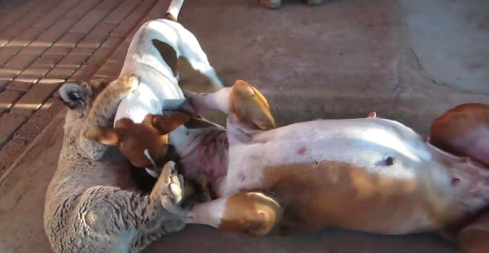 Fotos: Conoce la amistad entre un león blanco y unos perros