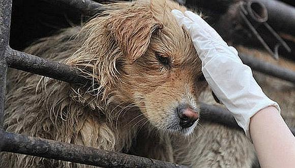 Envenenan a más de veinte perros, en Huancayo