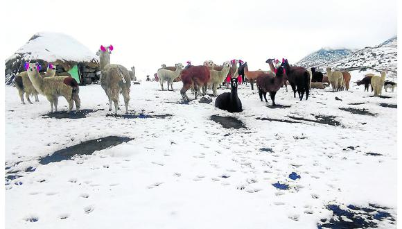 ​Alarma por nevada que mata animales y afecta la salud de pobladores 