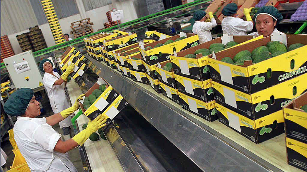 Moquegua: Productores envían 10 toneladas de palta hass a China