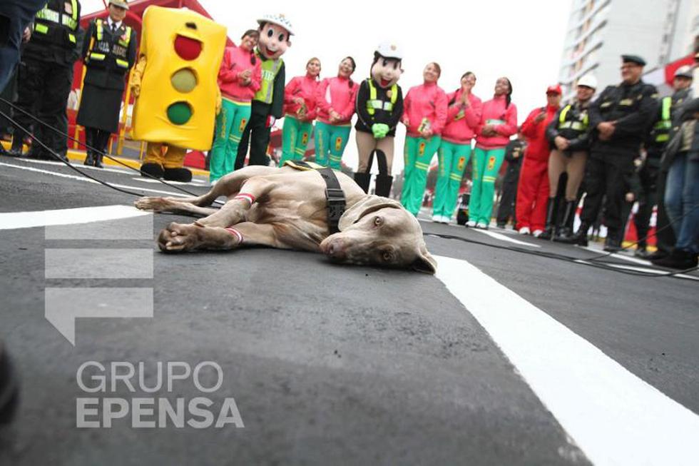 Gran Parada Militar: Perros policías exhiben sus mejores trucos (FOTOS)