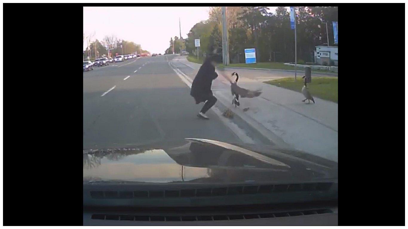 YouTube: Ella ayudó a sus crías, animal reaccionó violento, pero ella hizo esto (VIDEO)